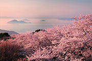 春のせとうち　満開の桜と絶景のしまなみ海道