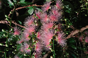 奄美大島生物紀行　亜熱帯の森と幻想の花サガリバナ