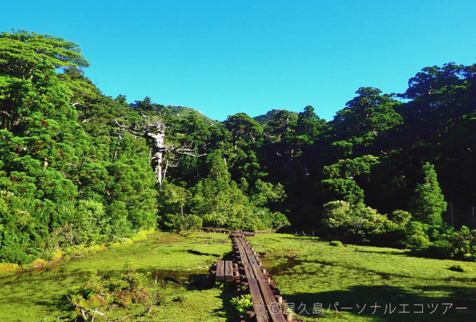 屋久島 照葉樹林の森と花の黒味岳フラワートレッキング 西遊旅行の添乗員同行ツアー 147号 屋久島 照葉樹林の森と花の黒味岳フラワートレッキング 西遊旅行の添乗員同行ツアー 147号