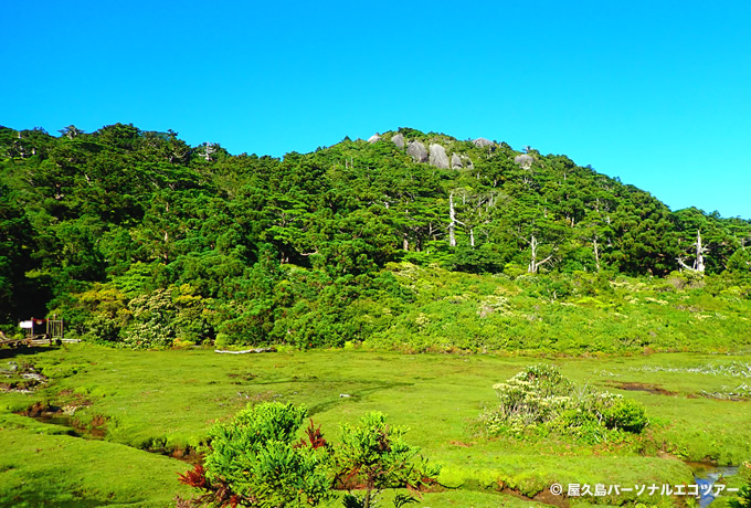 屋久島 照葉樹林の森と花の黒味岳フラワートレッキング 西遊旅行の添乗員同行ツアー 147号 屋久島 照葉樹林の森と花の黒味岳フラワートレッキング 西遊旅行の添乗員同行ツアー 147号