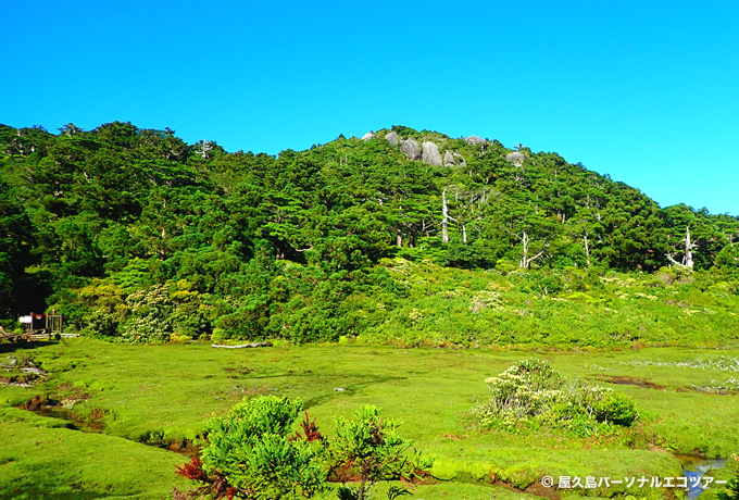 屋久島 照葉樹林の森と花の黒味岳フラワートレッキング 西遊旅行の添乗員同行ツアー 147号