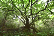 奄美群島植物紀行と知られざる巨木の森を歩く