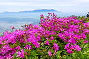 ミヤマキリシマの阿蘇山3座登頂～九重連山縦走