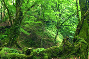 原生林・芦生の森と春日山原始林