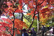 京・乙訓トレイル 34.8km ～秋の京都を歩く～