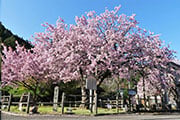 もうひとつの京都一周トレイル 百年桜の京北コースを歩く