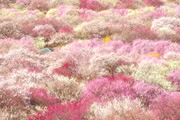 梅の花咲く三重の旅　桑名城下町、関宿とお伊勢さん
