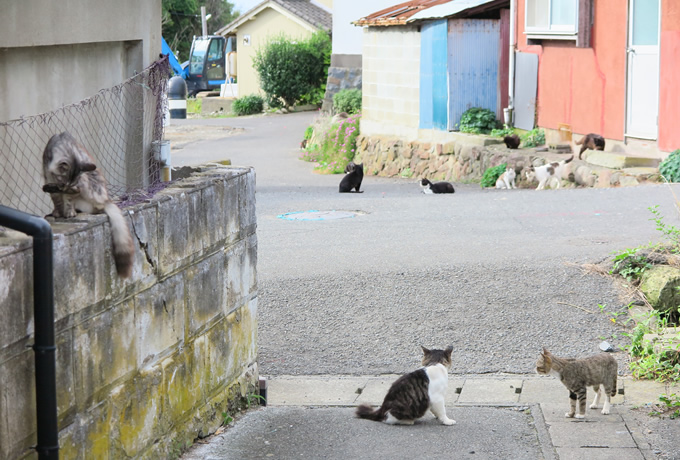 牡鹿半島沖の島めぐり 猫の楽園島と金華山に登る旅 西遊旅行の添乗員同行ツアー 147号