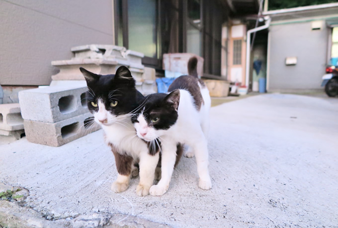 牡鹿半島沖の島めぐり 猫の楽園島と金華山に登る旅 西遊旅行の添乗員同行ツアー 147号