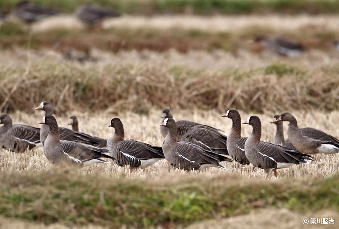 簗川堅治さん 同行バードウォッチング企画 みちのく宮城・仙台平野の鳥