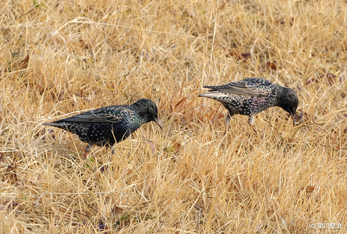 都鳥 トミックス 97604 485系3000番台 特急 白鳥 増結2両セット | 鉄道模型