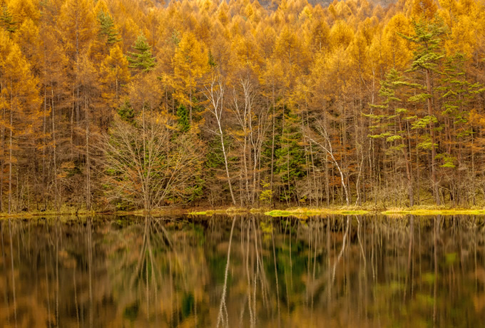 黄金色に染まる秋の八ヶ岳山麓周遊 7つの湖沼・3つの瀑布と雲海の絶景