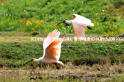 野鳥写真家・戸塚学さん同行 バードフォト企画 秋色の佐渡…