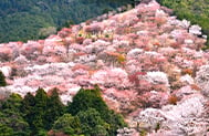 飛鳥の里から奈良最深部へ  花咲く大和路をゆく