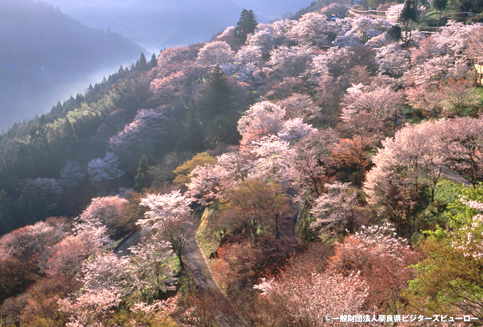 桜咲く吉野山と大和の歴史街道ウォーク 西遊旅行の添乗員同行ツアー 147号 桜咲く吉野山と大和の歴史街道ウォーク 西遊旅行の添乗員同行ツアー 147号