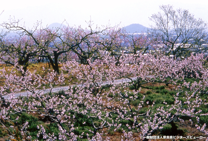 桜咲く吉野山と大和の歴史街道ウォーク 西遊旅行の添乗員同行ツアー 147号 桜咲く吉野山と大和の歴史街道ウォーク 西遊旅行の添乗員同行ツアー 147号