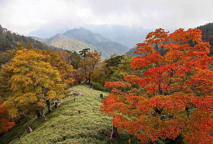 秋の大台ヶ原と吉野山 大和の歴史街道をゆく 西遊旅行の添乗員同行ツアー 147号