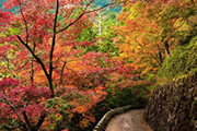 秋の大台ヶ原と吉野山　大和の歴史街道をゆく