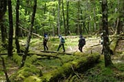 原生林・大台ケ原を歩く