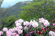 春の九州スペシャル ～横断編～ 花咲く九重連山から阿蘇山に登り天草・雲仙を歩く