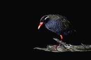 野鳥写真家・戸塚学さん同行 バードフォト企画 沖縄・やんばるの森に生きる固有種を撮る【6名様限定】