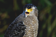 野鳥写真家・戸塚学さん同行 バードフォト企画 秋の石垣島…