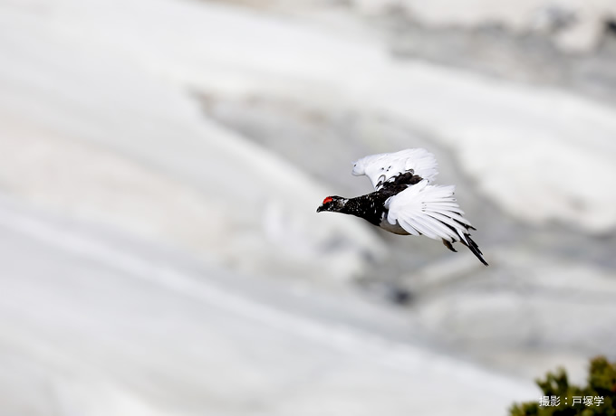 野鳥写真家 戸塚学さん同行 バードフォト企画 立山のライチョウを撮る 6名様限定 西遊旅行の添乗員同行ツアー 147号 野鳥写真家 戸塚学さん同行 バードフォト企画 立山のライチョウを撮る 6名様限定 西遊旅行の添乗員同行ツアー 147号