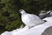 野鳥写真家・戸塚学さん同行 バードフォト企画 立山のライチョウを撮る【6名様限定】