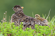 野鳥写真家・戸塚学さん同行 立山室堂ライチョウの親子を探して【健脚限定】