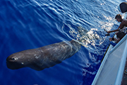 小笠原の鯨類との出会いを求めて　マッコウクジラスペシャル