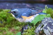 吉成才丈さん同行　夏の富士山・奥庭で亜高山帯の野鳥と大…