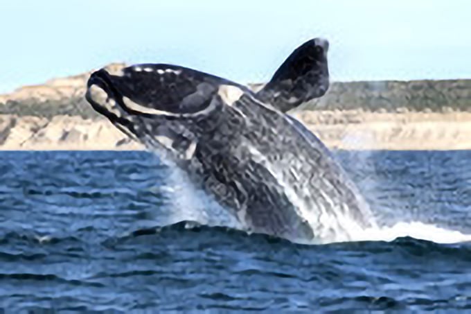 パタゴニア・バルデス半島　ミナミセミクジラの海へ