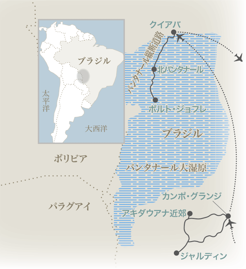 ブラジル パンタナールにジャガーを求めて 西遊旅行の添乗員同行ツアー 146号