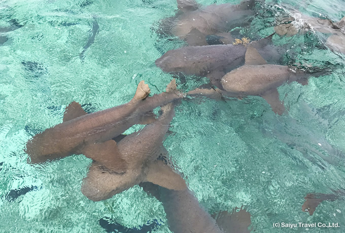 ベリーズバリアリーフの美しき海へ 西遊旅行の添乗員同行ツアー 145号