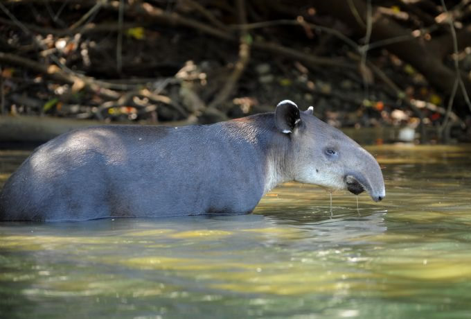 コルコバード国立公園も訪れる コスタリカ自然観察の旅 西遊旅行の添乗員同行ツアー 145号 コルコバード国立公園も訪れる コスタリカ自然観察の旅 西遊旅行の添乗員同行ツアー 145号