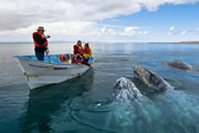 バハカリフォルニア　世界遺産の海でクジラと出会う