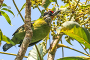 ヒマラヤの麓　ネパール・バードスペシャル