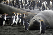 南極海のガラパゴス ニュージーランド亜南極ワイルドライフクルーズ