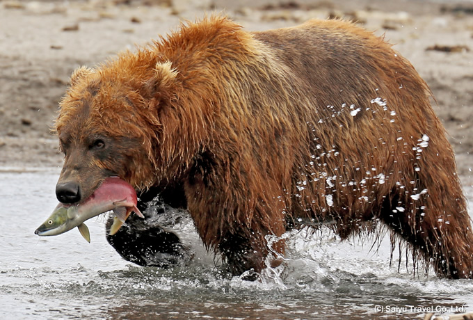 花のカムチャッカ クリル湖のヒグマ観察とルスカヤ湾クルーズ 西遊旅行の添乗員同行ツアー 146号