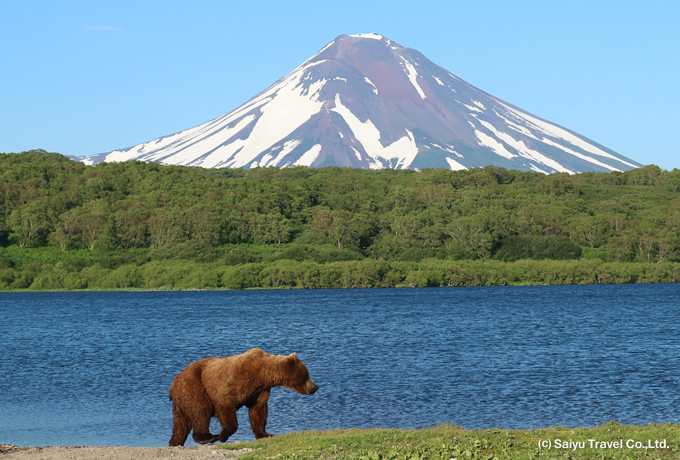 花のカムチャッカ クリル湖のヒグマ観察とルスカヤ湾クルーズ 西遊旅行の添乗員同行ツアー 146号