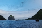 ウミスズメ類100万羽の島に旅立ちのドラマを求めて海鳥の聖域 千島列島探検クルーズ