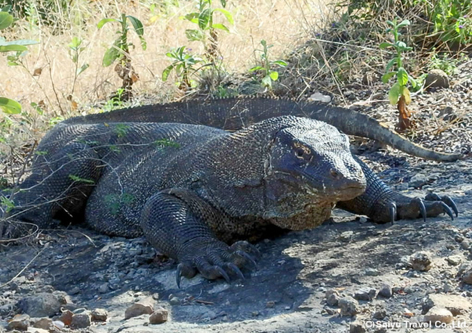 太古の森タンココとコモドドラゴン、トラジャの里を訪ねて｜西遊旅行の