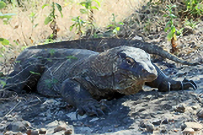 太古の森タンココとコモドドラゴン、トラジャの里を訪ねて