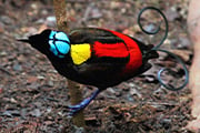 インドネシアの秘境・西パプアで極楽鳥を撮る