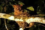 希少動物の宝庫 デラマコット森林保護区に3連泊 マレーシア・ボルネオ島ワイルドライフスペシャル