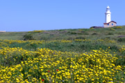 花咲くキプロス島フラワーハイキング