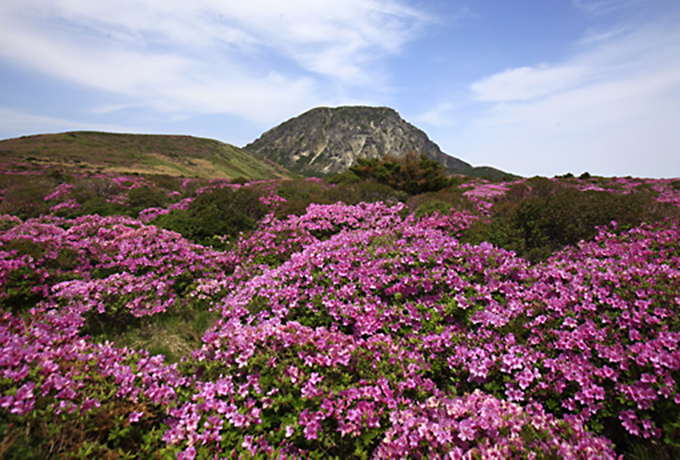 韓国二大名峰 漢拏山 1 950m 智異山 1 915m 登頂 ５日間 西遊旅行の添乗員同行ツアー 143号