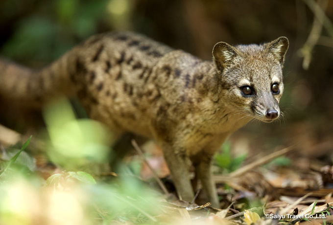 マダガスカルジャコウネコ